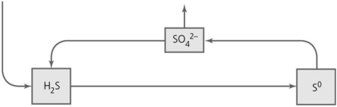 <strong> What type of reactions take place in the portion of the sulfur cycle indicated in the figure?</strong> A) oxidation-reduction B) fermentation C) dissimilation D) denitrification E) carbon fixation