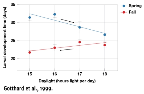 According to Figure 3.4,Lasiommata maera larvae in the fall   A)  Develop at the same rate as larvae in the spring regardless of the hours of light per day B)  Develop more quickly when hours of daylight decrease C)  Develop more slowly when hours of darkness increase D)  Develop more quickly than larvae in the spring when there are fewer hours of light per day