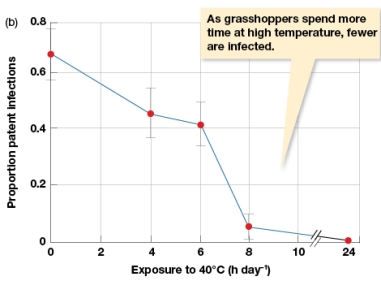 According to Figure 3.7b,when grasshoppers spend more time at 40 degree Celsius temperatures   A)  The proportion of pathogen infections increases. B)  The proportion of pathogen infections decreases. C)  The proportion of pathogen infections grows exponentially. D)  The proportion of pathogen infections decreases but temperature has no effect.