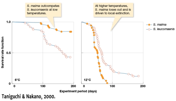 Figure 3.8 shows the competitive interaction of two salmonids,Salvelinus malma and S.leucomaenis.This figure shows:    A)  That temperature has no effect on interspecific competition. B)  As the duration of time increases, the two species survival rates seem to converge. C)  At low temperatures, both species are driven to extinction. D)  At higher temperatures, the survival rate of S. leucomaenis is greater than that of S. malma.