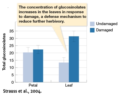 According to Figure 3.27,glucosinolates in the petals and leaves of wild radish:   A)  Increased in the leaves of damaged plants B)  Did not change in damaged leaves relative to undamaged leaves C)  Increased in undamaged petals relative to damaged petals D)  Do not appear to differ significantly between damaged and undamaged petals