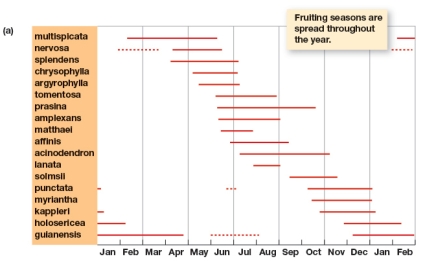According to Figure 4.11a,the Miconia species of tree,M.prasina fruits during what part of the year?   A) December through February B) July through November C) June through October D) March through June