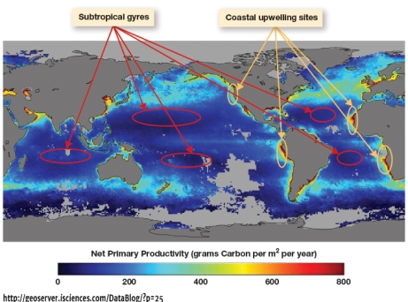 According to Figure 4.30,where would expect primary productivity to be greatest?   A) Subtropical gyres in the northern hemisphere B) Coastal upwelling sites in the middle of the Pacific Ocean C) Subtropical gyres found east of South America D) Coastal upwelling sites along the northwest coast of South America