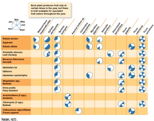 In Figure 4.12,which species feeds primarily during Malaysia's winter months?   A) Xlopia stenopetala B) Ficus glabella C) Ficus sumatrana D) Myristica gigantea