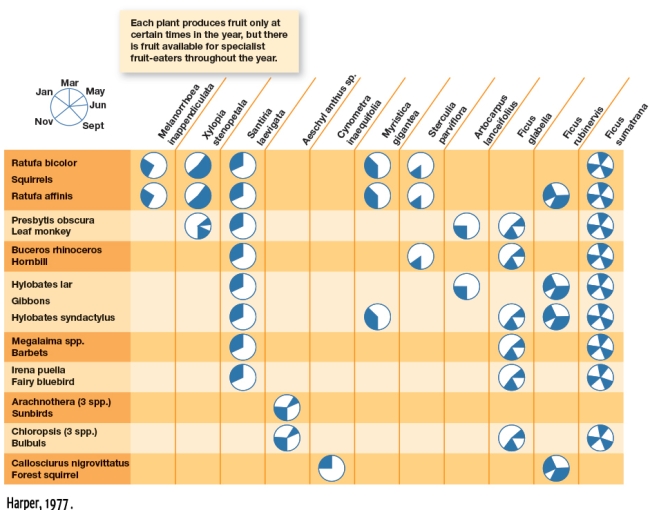 Using Figure 4.12,hypothesize which animal would be the most generalist feeder.   A)  Callosciurus nigrovittatus B)  Arachnothera spp. C)  Ratufa affinis D)  None of the above