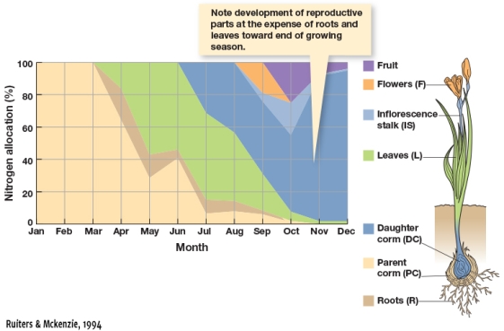 According to Figure 5.5,which of the following statements is accurate about the perennial Sparaxis grandiflora found in South Africa?   A)  In January all nitrogen is being supplied to parts of the plant associated with reproduction B)  Leaves and roots receive approximately the same amounts of nitrogen C)  Fruit receive a small proportion of the cumulative nitrogen a plant uses D)  In summer, leaves receive a greater proportion of nitrogen than the daughter corm.