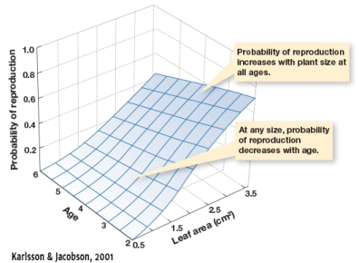In Figure 5.9,at what age will a tree with a leaf area of 3.0 cm have a 40% chance of reproduction?   A)  At 2 years of age B)  At 3 years of age C)  At 5 years of age D)  At 6 years of age or later