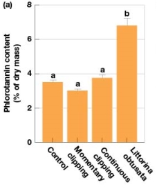 In Figure 7.7a,simulated herbivory caused Ascophyllum nodosum to produce amounts of phlorotannins similar to which of the following?   A) The control treatment B) The grazed treatment C) The control and grazed treatment D) Amounts of phlorotannins significantly differed between simulated herbivory treatments and the control