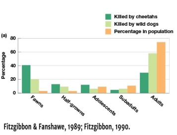 In Figure 7.10a,which age group experiences the greatest risk of death by cheetah predation?   A) Adults B) Subadults C) Fawns D) Adolescents