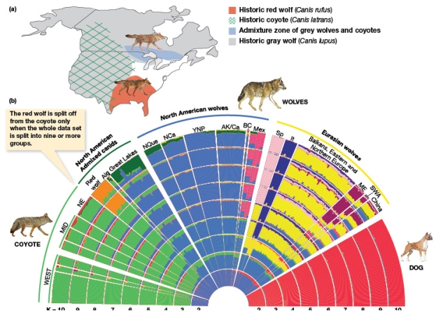 According to Figure 8.5a,the historic red wolf zone was:   A) Sympatric with C. latrans, C. lupis, and admixed zones of grey wolves and coyotes. B) Was isolated from C. latrans. C) Was isolated from the admixed zone of grey wolves and C. lupus. D) Misrepresented and never existed.