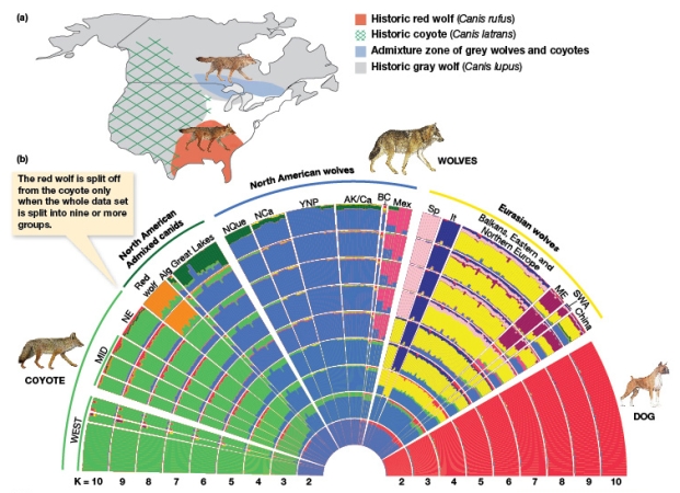 According to Figure 8.5b,when K=7,the red wolf appears to be primarily genetically composed of which canids?   A) Domestic dog and Eurasian wolves B) Western coyote and Eurasian wolves C) Western coyote and western grey wolves D) Western coyote and domestic dog