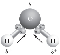   -Use the figure to answer the following question. If two or more of these molecules are in proximity to one another, how will they bond together? A)  hydrogen bonding, with two hydrogen atoms bonded together B)  covalent bonding, with two oxygen atoms bonded together C)  hydrogen bonding, with a hydrogen atom bonded to an oxygen atom D)  ionic bonding, with a hydrogen ion bonded to an oxygen atom