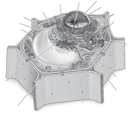 Label the parts of the plant cell.   
