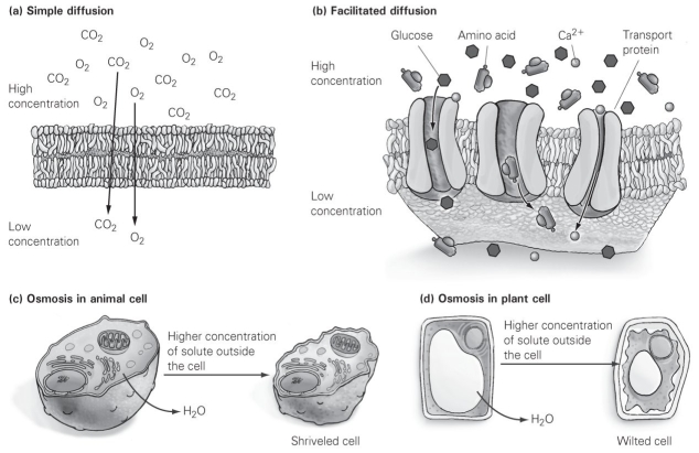   -Use the figure to answer the following question. Which of the following can't freely pass through a cell membrane without going through a protein channel? A)  oxygen B)  carbon dioxide C)  water D)  calcium ions