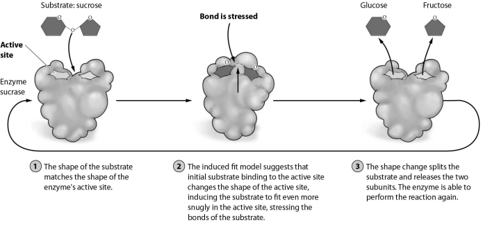   -Assume that a newly developed chemical agent blocks the active site of the enzyme shown in the figure. This drug must be similar in shape and size to A)  glucose. B)  fructose. C)  sucrase. D)  sucrose.