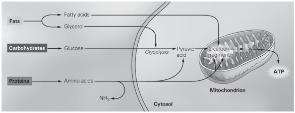   -The figure shows the different pathways taken by the subunits of macronutrients during cellular respiration. Which macronutrient subunit is never converted into pyruvic acid before entering the citric acid cycle? A)  an amino acid B)  a fatty acid C)  glycerol D)  glucose
