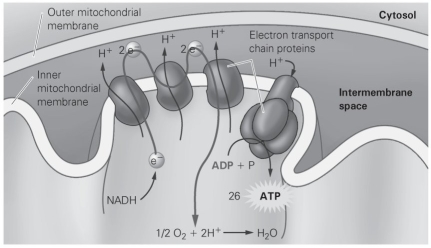   -According to the diagram, how many molecules of oxygen (O<sub>2</sub>) combine with electrons and hydrogen ions to form one molecule of water (H<sub>2</sub>O) at the end of the electron transport chain? A)  1/2 B)  1 C)  2 D)  none
