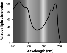   -According to the graph, the chlorophyll pigments found in green leaves are best at absorbing which of these wavelengths of light? A)  520 nm B)  560 nm C)  620 nm D)  680 nm