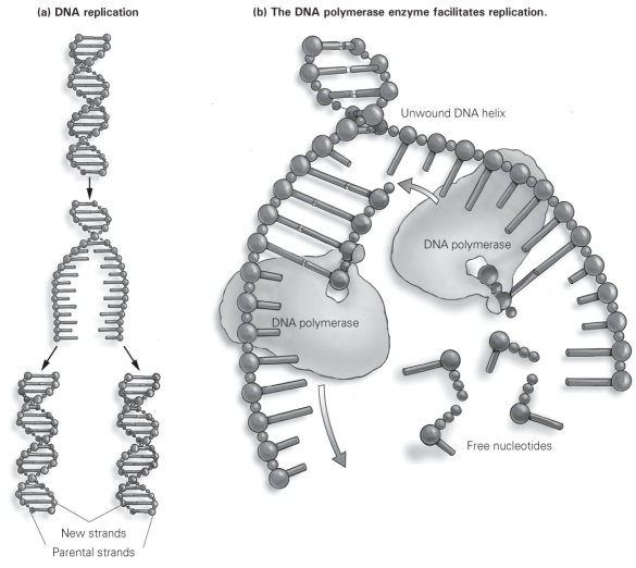   -DNA polymerase moves along the length of the unwound helix, starting at the end of one strand and finishing at the end of the other strand. As shown in this figure, what is the result of this phenomenon? A)  One resulting double strand of DNA is composed of new DNA, and one is composed of parental DNA. B)  Free nucleotides are added to one strand of parental DNA but not to the other. C)  The DNA polymerase moves toward the unwound helix on one strand of DNA and away from it on the other strand. D)  DNA polymerase is destroyed as it binds nucleotides to form each daughter strand.