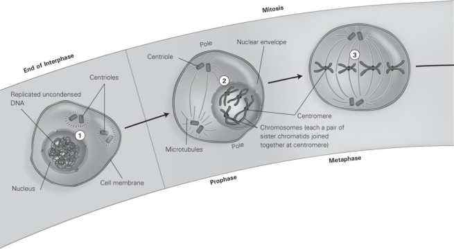 -Use the diagram to complete this sentence. Microtubules connect centrioles to ________ during mitosis. A) the nuclear envelope B) uncondensed DNA C) cytoplasm D) centromeres