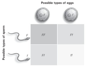   -How many different types of offspring (genotypes) are possible as a result of this cross, according to the Punnett square? A)  1 B)  2 C)  3 D)  4