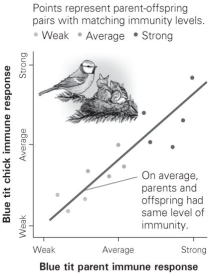   -According to this graph, what can be concluded about immunity in these birds? A)  The heritability value is approximately 0.50. B)  Genes explain all the variation in immunity among birds in this population. C)  Environment still plays a role in these birds' immunity, even though heritability is high. D)  The heritability of immunity follows a bell-shaped curve, indicating a normal distribution.