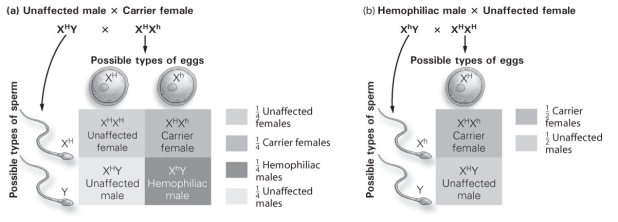   -What are the chances that a hemophiliac male and an unaffected female could have a baby that is a hemophiliac male? A)  0% B)  25% C)  50% D)  75%