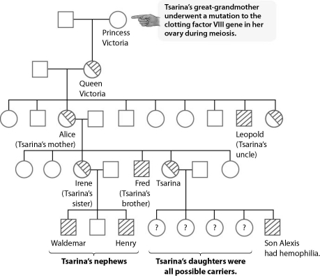   -A pedigree of the British royal family shows that Queen Victoria was the first in the royal line to have A)  hemophilia. B)  all of her children born with hemophilia. C)  a mutation in a blood-clotting gene. D)  inherited a mutation in a blood-clotting allele.