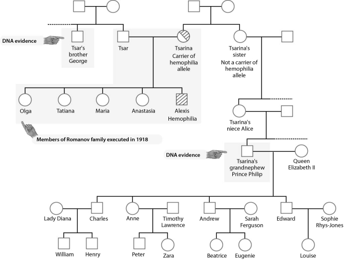   -England's Prince Philip was found to have DNA sequences that matched ________. A)  both the tsar and the tsarina B)  the tsar but not the tsarina C)  the tsarina but not the tsar D)  neither the tsar nor the tsarina