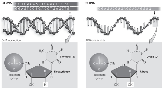   -As shown in this figure, which of the following is a difference between DNA and RNA? A)  the presence of a nitrogen-containing base B)  the presence of a phosphate group C)  the type of sugar present D)  the presence of guanine