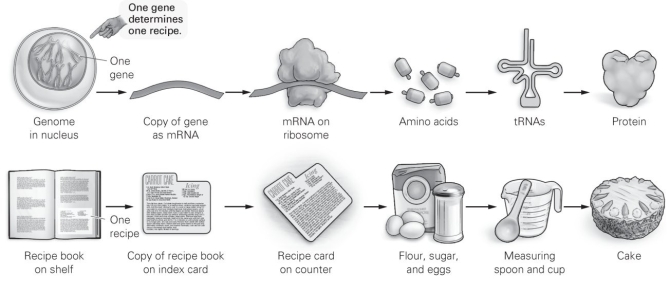   -Which of the following pairs includes items that aren't analogous according to this figure? A)  protein; cake B)  amino acids; flour, sugar, and eggs C)  tRNA; copy of recipe D)  genome in nucleus; cookbook on shelf