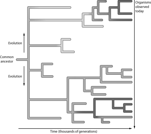   -In the figure, the branching points of the tree represent A)  a modern species. B)  the origin of a new species from an ancestral form. C)  an extinct species. D)  a common ancestor of a group of modern species.