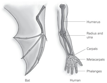   -From the perspective of an evolutionary biologist, the most significant thing about this figure is that A)  all vertebrates have bones. B)  all vertebrates have limbs. C)  the relative arrangement of bones is similar. D)  finger bones are usually thin.