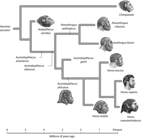   -You're examining fossils from a variety of hominin species. Which ones would you expect to show the greatest amount of radioactive material in relation to daughter products? A)  Paranthropus aethiopicus B)  Homo habilis C)  Ardepithecus ramidus D)  Australopithecus garhi