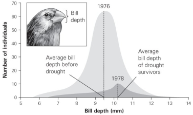 <strong>  What is shown in this figure?</strong> A) stabilizing selection B) directional selection C) diversifying selection D) disruptive selection <div style=padding-top: 35px> 