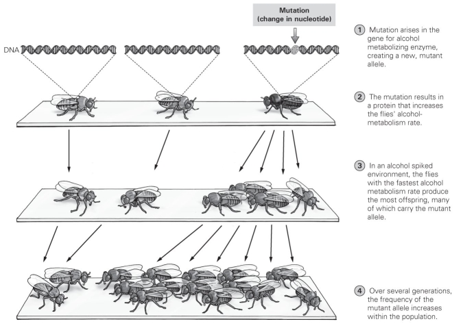 <strong>  How would you describe the gene changes shown in this figure?</strong> A) No genes have changed, since all flies have a gene for the alcohol processing. B) The number of genes in the population has increased. C) The frequency of the fast enzyme allele has decreased. D) The frequency of the fast enzyme allele has increased. <div style=padding-top: 35px> 