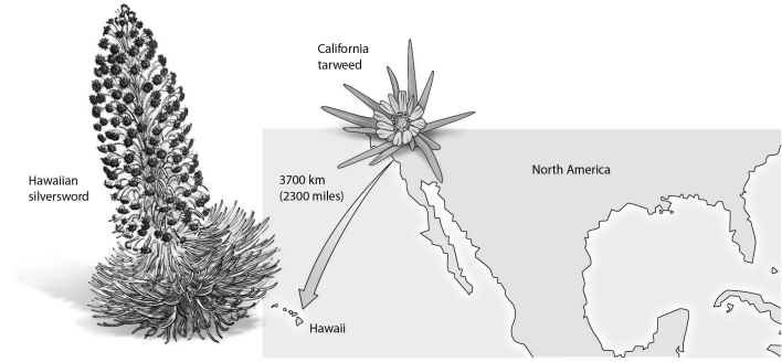 -California tarweed seeds were able to reach the Hawaiian Islands, and a new species emerged from this isolated population. This example illustrates A) the founder hypothesis. B) hybridization. C) punctuated equilibrium. D) polyploidy.