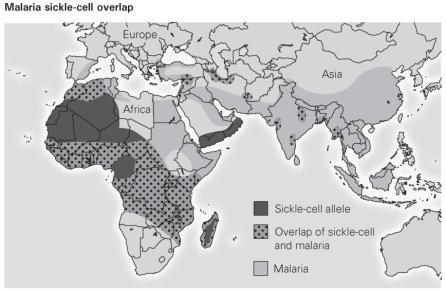 <strong> The figure shows that sickle cell allele is not common in every region that malaria is present. Why not?</strong> A) The sickle-cell allele only protects against some forms of malaria. B) The sickle-cell allele is adaptive in only some races but not others. C) The sickle-cell allele appeared by chance in certain populations and increased in frequency in those populations after it appeared. D) The areas where sickle-cell and malaria overlap represent migration from the original population where sickle-cell arose.