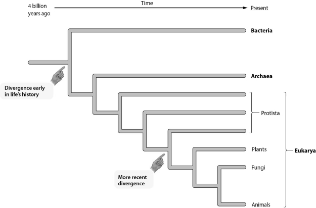   -Fossils of ancient organisms are found in deep layers of rock, while the fossils of more recent organisms are found in shallower layers. Which two groups' common ancestor would be found in relatively shallow fossils? A)  Protista and Bacteria B)  Fungi and Archaea C)  Animals and Plants D)  Plants and Protists
