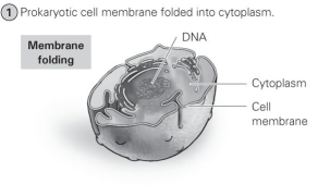   -What evolutionary milestone is shown in the figure? A)  bacteria evolving into archaea B)  prokaryotes evolving into eukaryotes C)  protists evolving into animals D)  algae evolving into plants