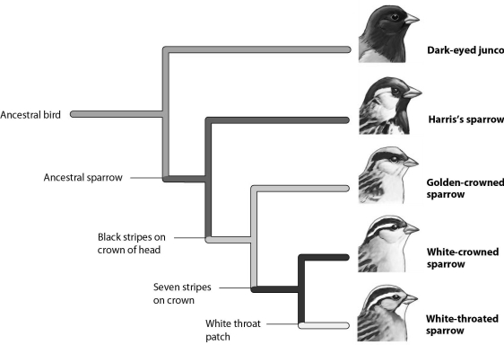   -In this phylogeny feather pattern on the head is the trait used to separate the sparrows into groups. DNA analysis suggests a different phylogeny that places white-crowned birds and golden-crowned birds more closely together. Therefore, the striped pattern on the head is a result of A)  convergent evolution. B)  sexual selection. C)  genetic drift. D)  endosymbiosis.