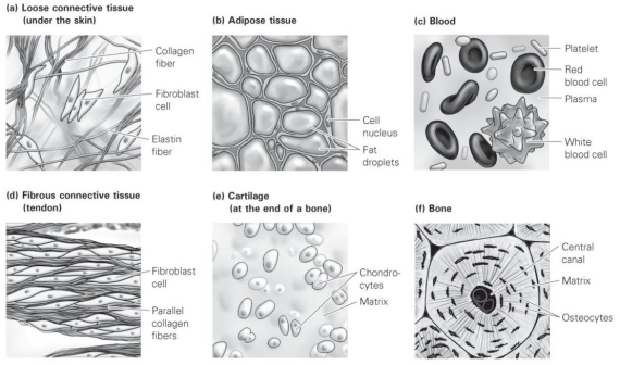   -In which connective tissue type are the collagen fibers arranged parallel with one another in a very organized, layered fashion? A)  bone B)  blood C)  adipose tissue D)  fibrous connective tissue