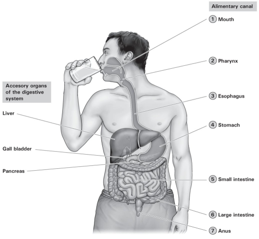   -Which of the following secretes a buffer that neutralizes the acidity of stomach acid? A)  gall bladder B)  liver C)  pancreas D)  pharynx