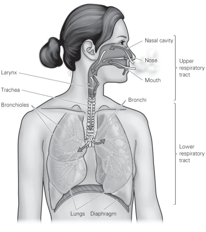   -Refer to the figure to answer the following question: Which of the following structures will give rise to alveoli, where gas exchange will occur? A)  larynx B)  trachea C)  bronchi D)  bronchioles