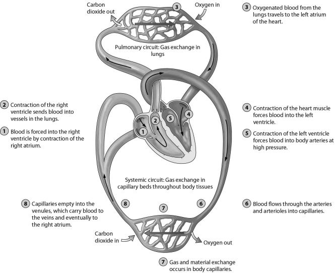   -Refer to the figure to answer the following question: In which of the labeled regions would blood pressure be the highest? A)  Region 5 B)  Region 6 C)  Region 7 D)  Region 8