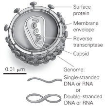 -Refer to the figure to answer the following question: Which of the following statements about viruses is correct? A) Viruses are composed of cells. B) Viruses have no genome. C) Viruses can make their own enzymes. D) The genes of a virus code for proteins necessary to make more viruses.