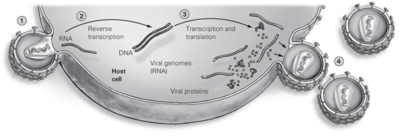   -Refer to the figure to answer the following question: Which of the following steps in replication is the virus dependent upon the use of its own reverse transcriptase? A)  Step 1 B)  Step 2 C)  Step 3 D)  Step 4