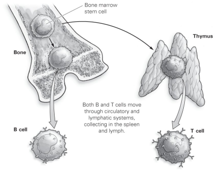 -Refer to the figure to answer the following question: A disease that prevented the continued development of lymphocytes in the bone might cause which action? A) lead to a reduced cell-mediated response B) lead to an incomplete development of T cells C) prevent the formation of T4 cells D) lead to a reduced antibody-mediated response