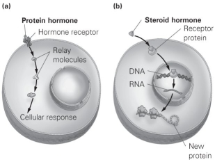   -Consider the figure illustrating the two major classes of hormones and their actions. Which class of hormones would you expect to be ideally suited for long-term processes such as growth and development? A)  Protein hormones, because they can relay messages. B)  Steroid hormones, because they can turn specific genes on or off. C)  Protein hormones, because they cannot cross cell membranes. D)  Steroid hormones, because they can diffuse across cell membranes.