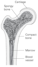   -Refer to the figure to answer the following question: Which component of bone is responsible for producing blood cells? A)  cartilage B)  marrow C)  spongy bone D)  compact bone